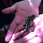 Yellow-spotted salamander