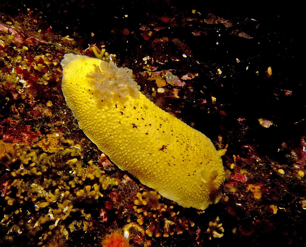 Monterey Sea Lemon