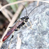 Ichneumon Wasp (male)