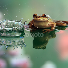 Frog observes crown water splash with reflection by William Lee - Artistic Objects Other Objects