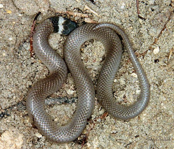 Southeastern Crowned Snake | Project Noah