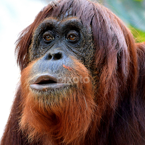 Orangutan by Milton Moreno - Animals Other Mammals