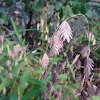 Broad-leaf Wood-oats