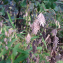 Broad-leaf Wood-oats