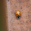 7 spot Ladybird
