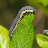 Sawfly (larva)