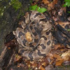 Timber Rattlesnake