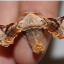 Gunda moth