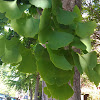 Maidenhair Tree aka Ginkgo biloba