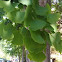 Maidenhair Tree aka Ginkgo biloba