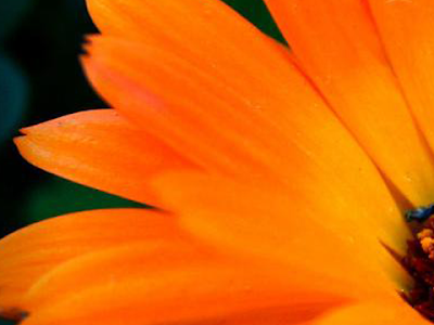 [最も人気のある！] スマホ オレンジ 花 壁紙 208233