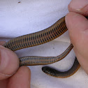 Glossy Crawfish Snake