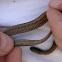 Glossy Crawfish Snake