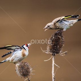 by Nigel Atkins - Animals Birds