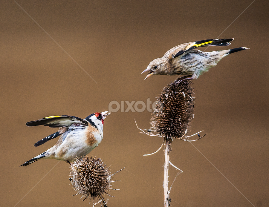 by Nigel Atkins - Animals Birds