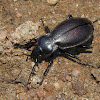 European Ground Beetle