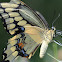 Eastern Giant swallowtail