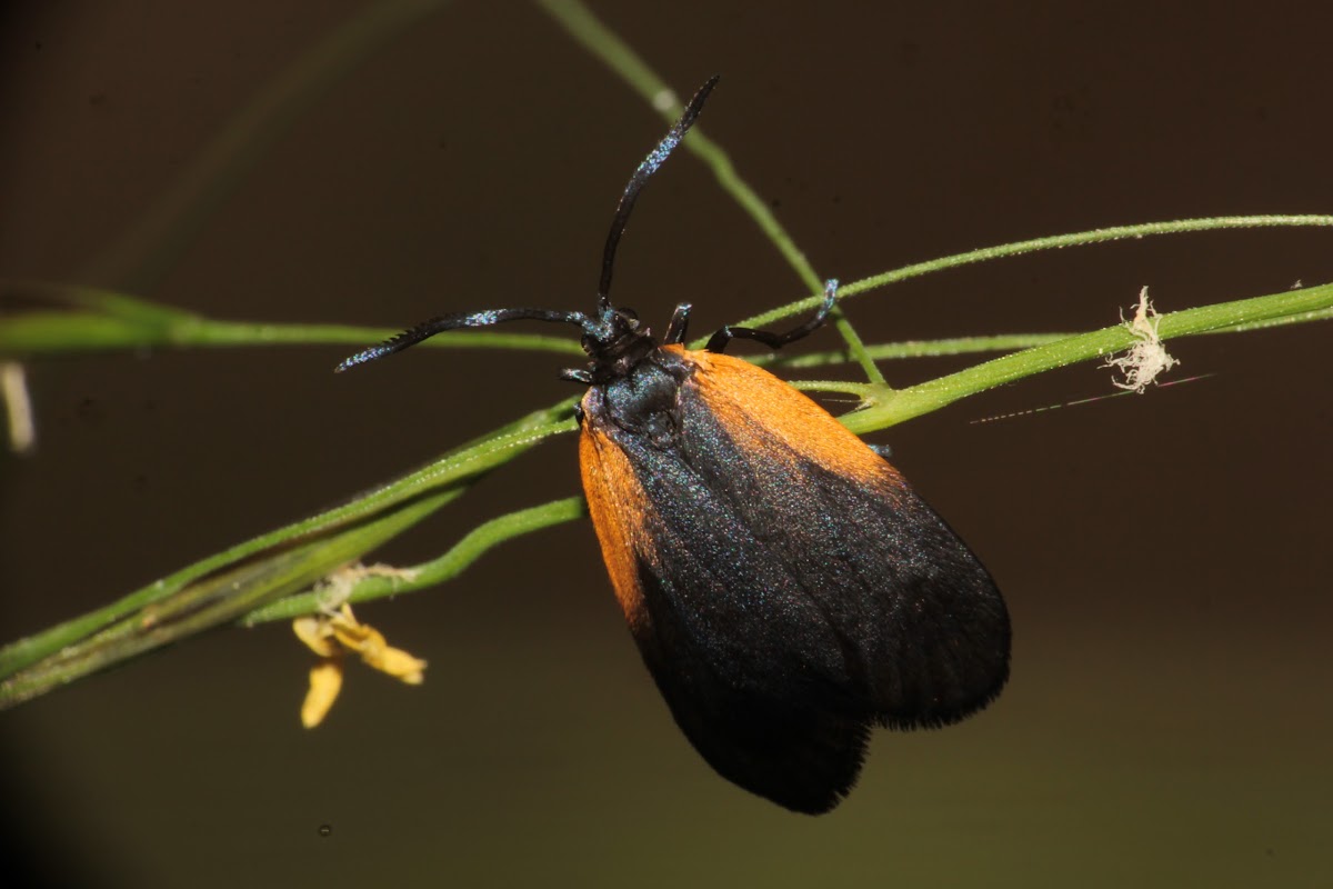 Orange-patched Smoky Moth