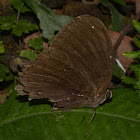 Common Faun Butterfly