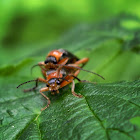 Soldier Beetles, mating