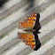 Southern Comma Butterfly (Πολυγωνία του Αιγαίου)