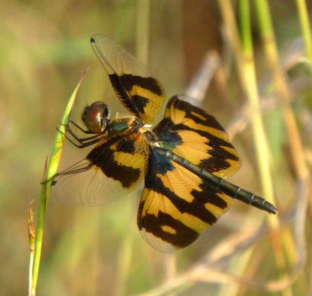 Variegated Flutterer (female)
