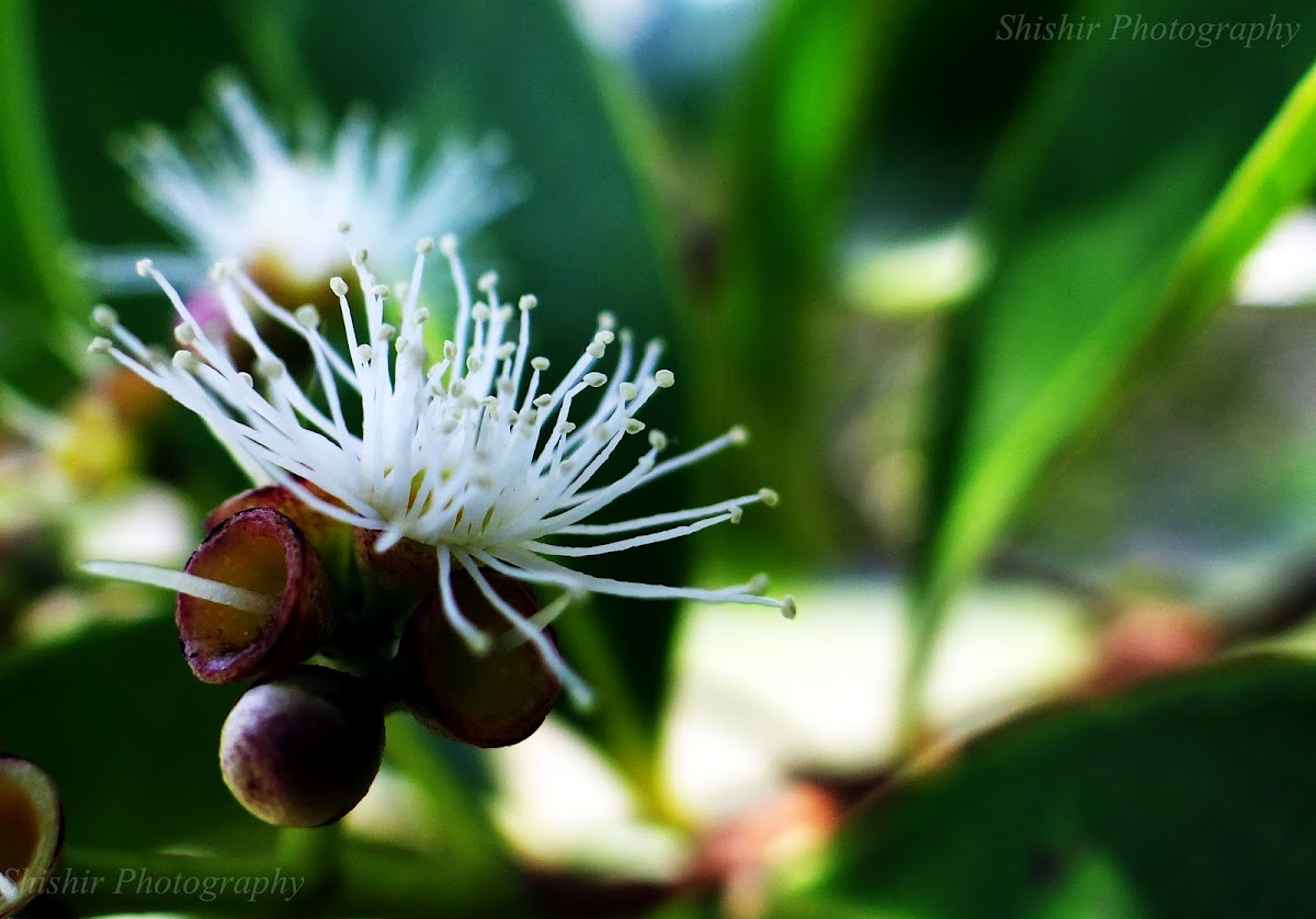 south indian plum