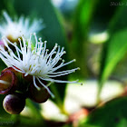 south indian plum
