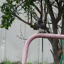 Black Phoebe