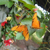 Juno Silverspot Butterfly
