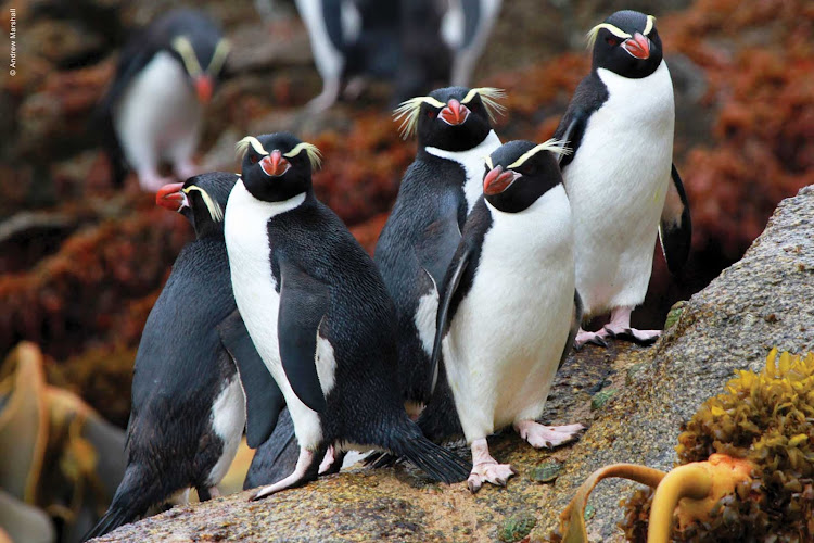 Silver Discoverer takes you to visit festively festooned rockhopper penguins in New Zealand.
