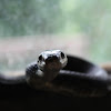 Eastern Ratsnake