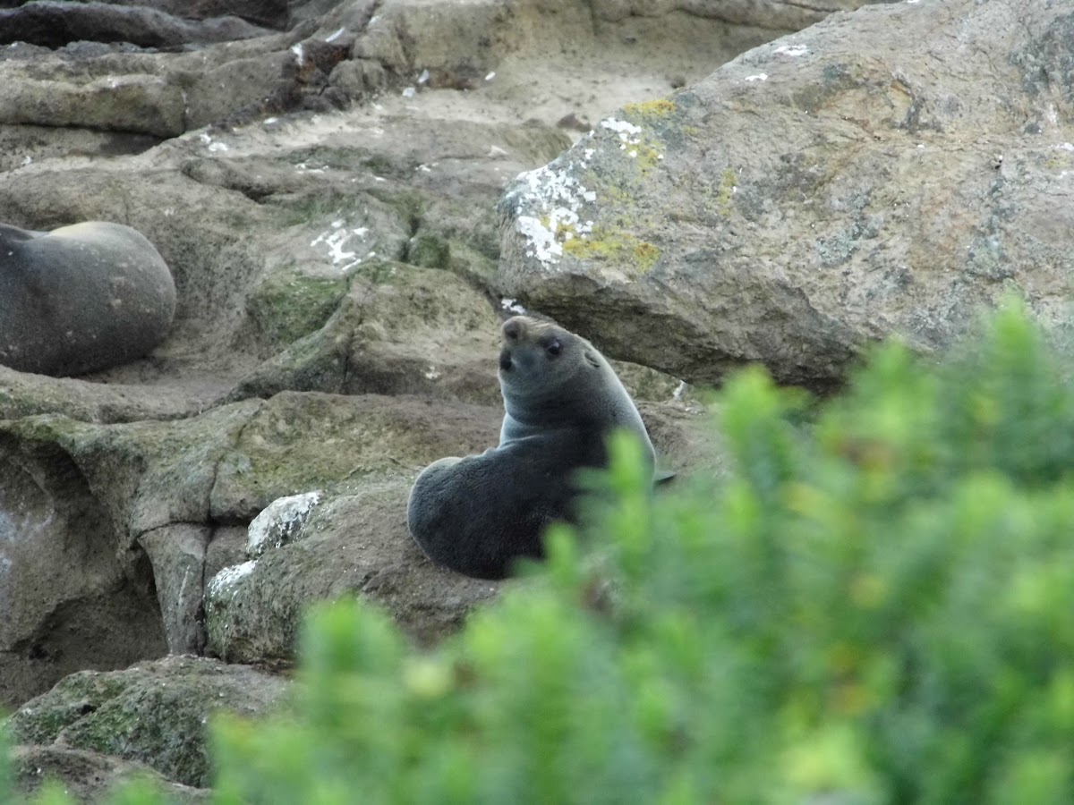 new zealand fur seal (kekeno)