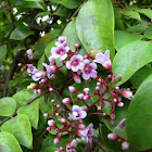 Carambola flowers/fruit