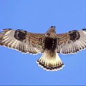 Rough-legged hawk