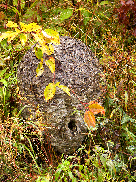 Bald-Faced Hornet (Nest)