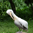 Dalmation Pelican