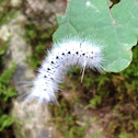 HICKORY TUSSOCK MOTH Caterpillar