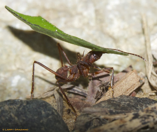 Leaf-cutter Ant | Project Noah