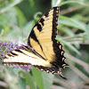 Eastern Tiger Swallowtail Butterfly (male)