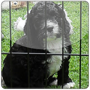 Sine & Cosine Rules+ Trig Eqns 3.0