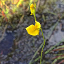 Rush Bladderwort