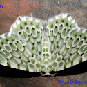 Geometridae, Geometrinae