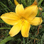 Daylily 'Decatur moon'