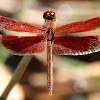 Painted Grasshawk Dragonfly