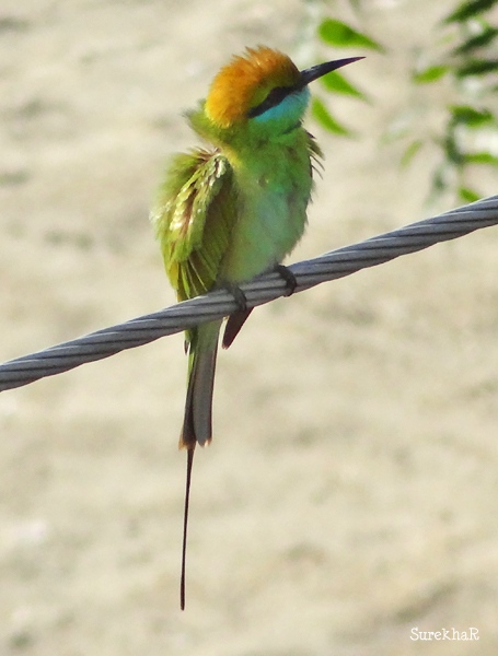 Small Green Bee eater