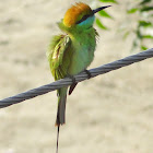 Small Green Bee eater