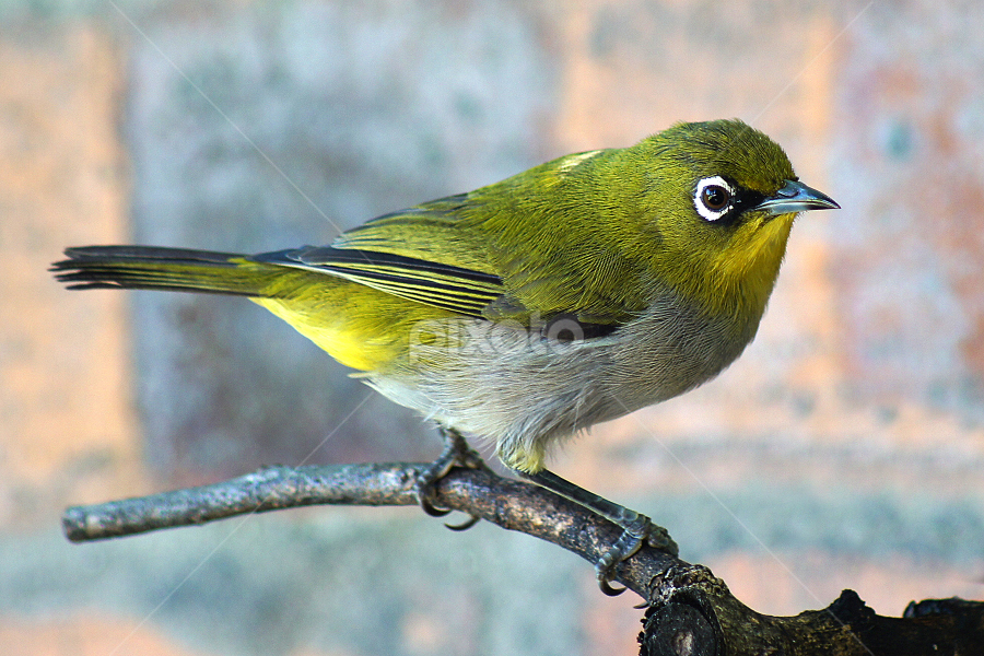 Cape white-eye (2) by Seppie Malherbe - Animals Birds