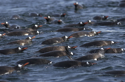 A raft of penguins porpoising through the water - you have to see it to believe it.