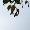 Elm Leaves